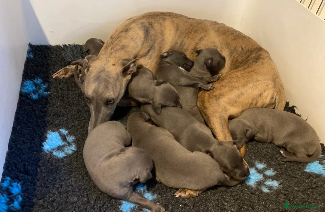 Whippet dogs for sale: Stunning Blue KC Reg Whippets Pups  in Canterbury - Advert 2