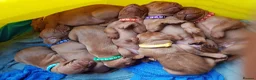 Hungarian Vizsla dogs for stud: Proven KC Registered Hungarian Vizsla in Reading - Advert 19