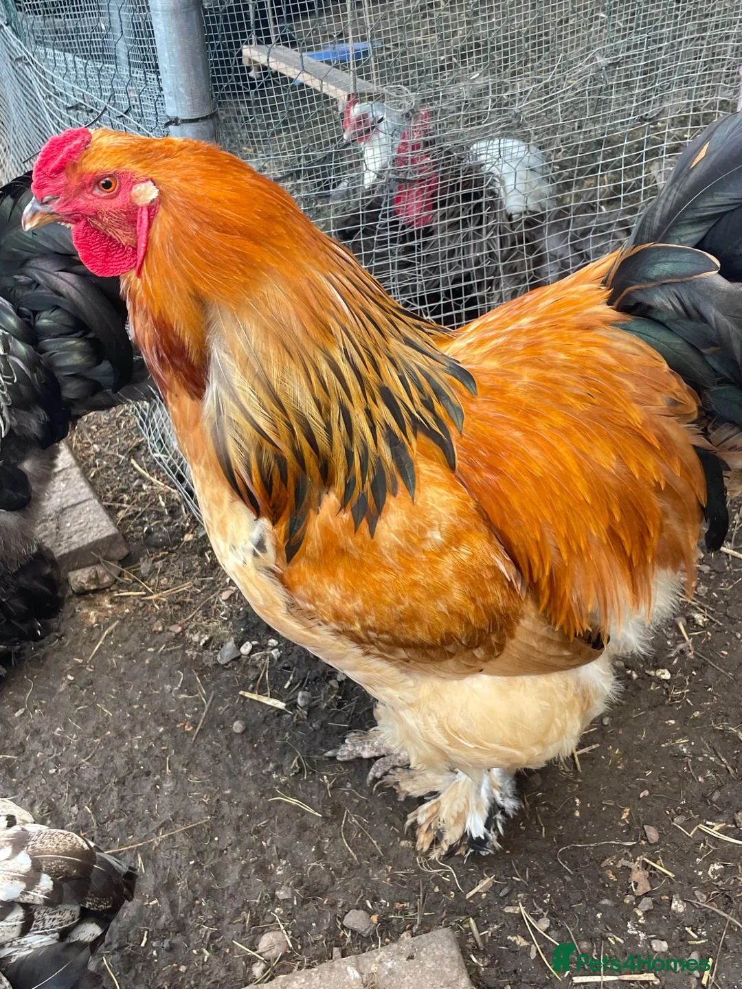 Chickens poultry for sale: Two very handsome brahma cockerels in Wisbech - Advert 2