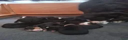 Bernese Mountain Dog dogs for sale: KC Bernese Mountain Dog pups home with mum & dad - Advert 6