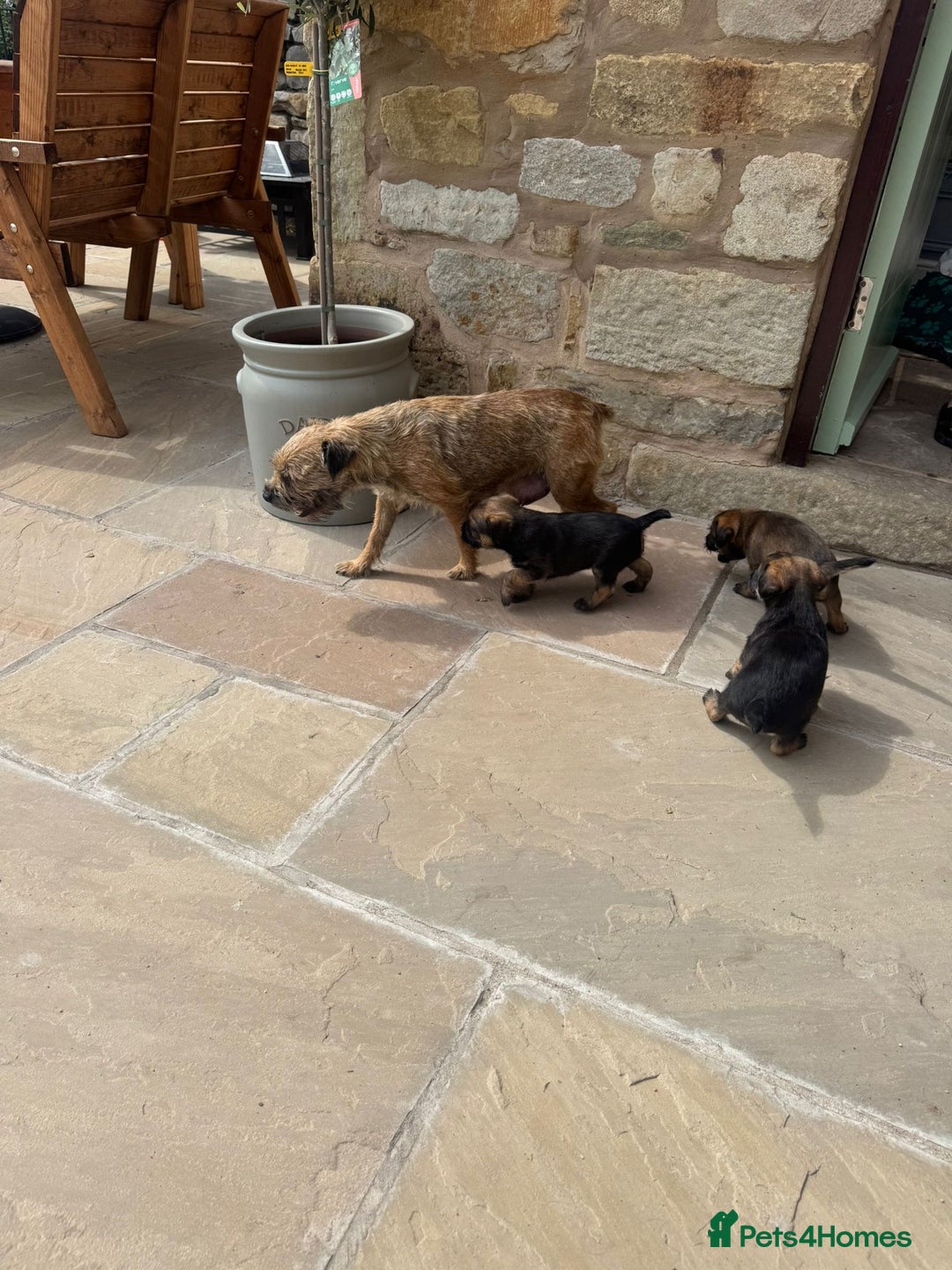 Border Terrier dogs for sale: Border Terrier Dog - Image 4