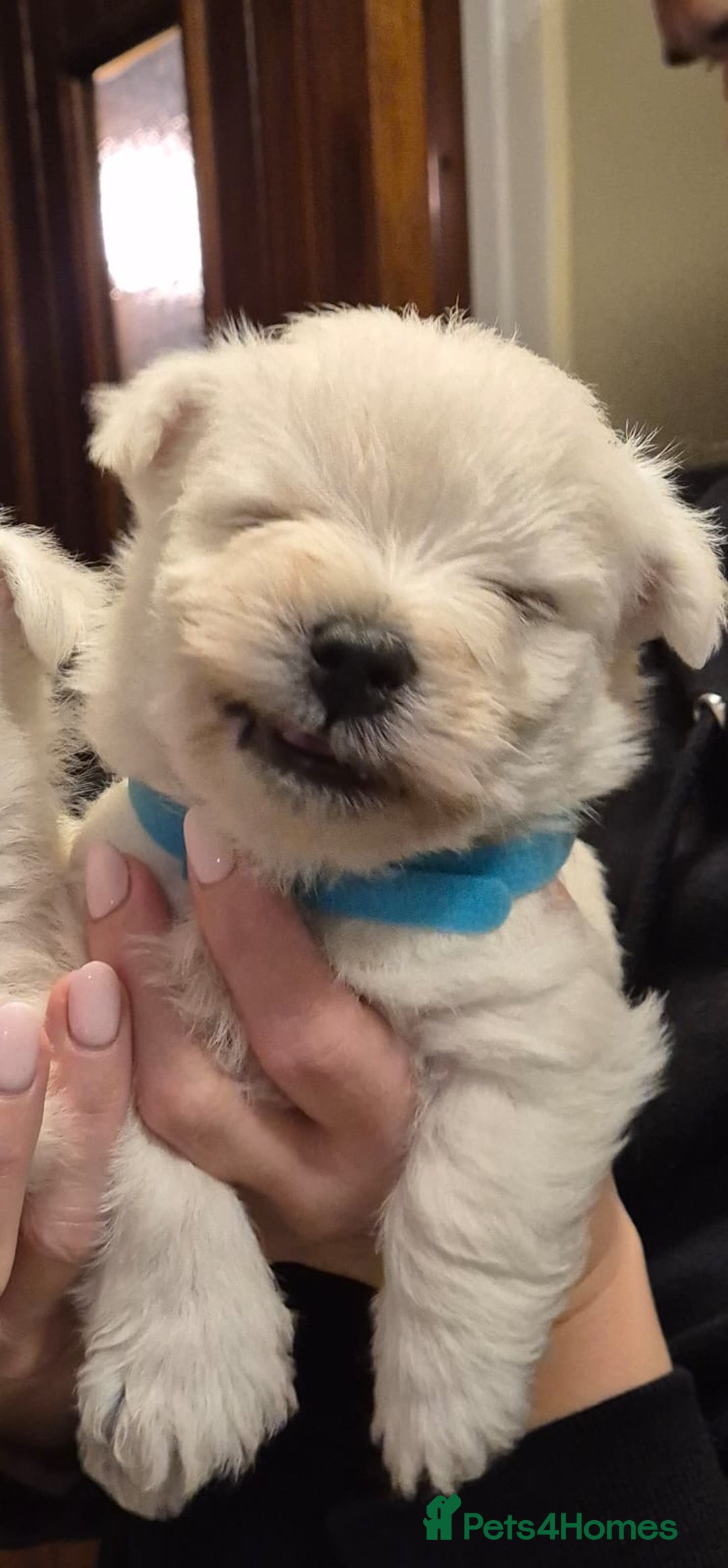 West Highland Terrier dogs for sale: West highland terriers for sale  - Advert 4