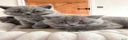 British Shorthair cats for sale: Chunky teddy bear GCCF British shorthair  - Advert 7