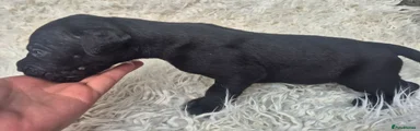 Presa Canario 3