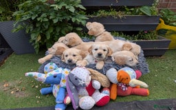 Golden Retriever dogs for sale: Fully vaccinated KC registered golden retriever  - Image 16