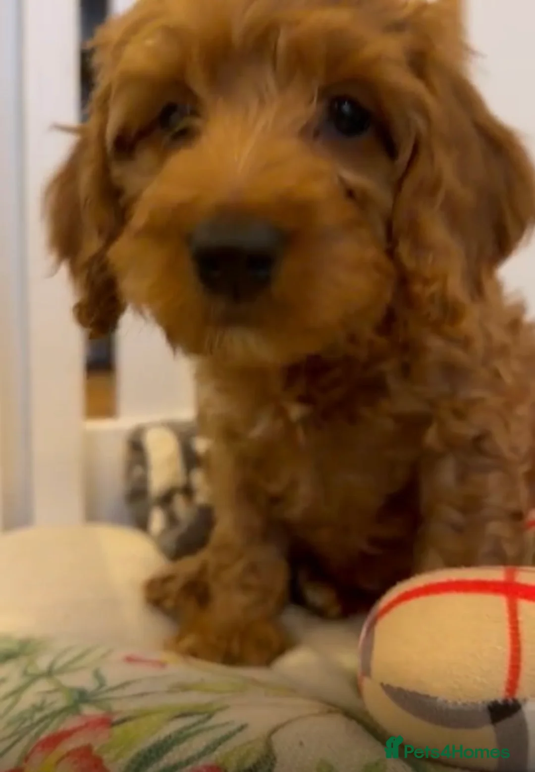 Cockapoo dogs for sale: Stunning 🐶 Cockapoo Puppies - Advert 9