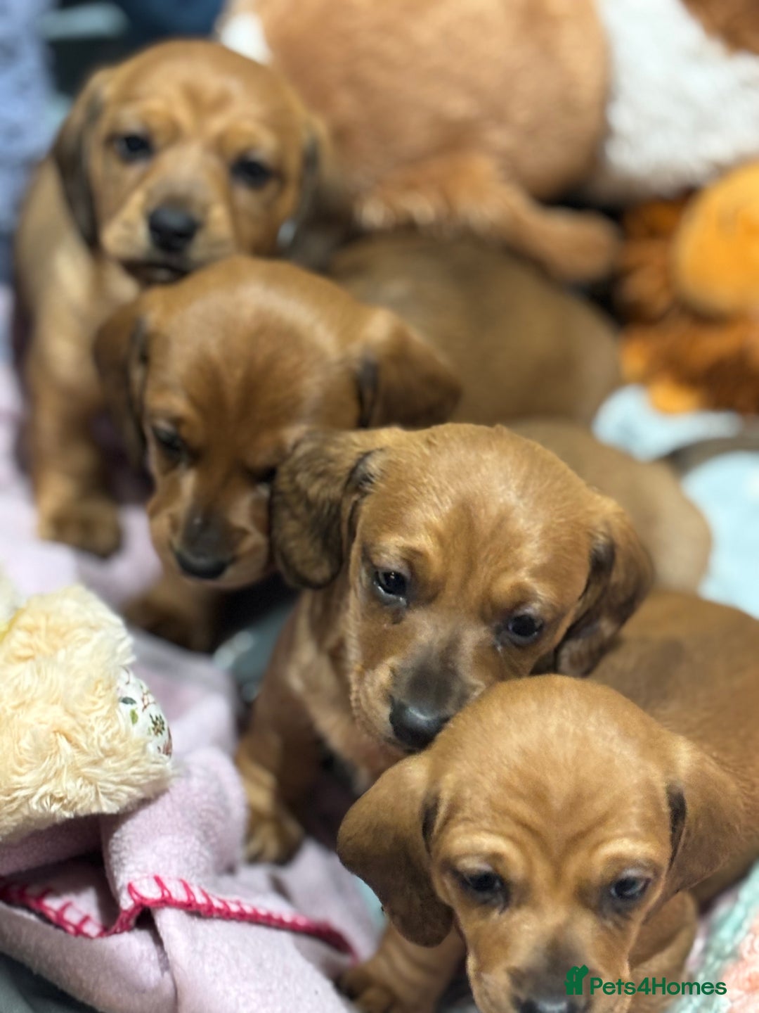 Miniature Dachshund dogs for sale: Miniature dachshund puppies  - Advert 5