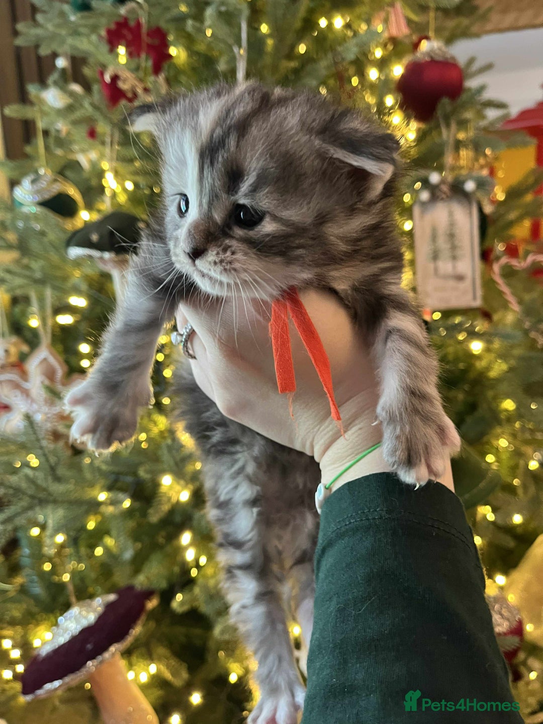 Maine Coon cats for sale: Pure Maine Coon Kittens - Advert 24