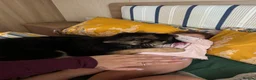 German Shepherd dogs for sale: German shepherd  - Advert 1