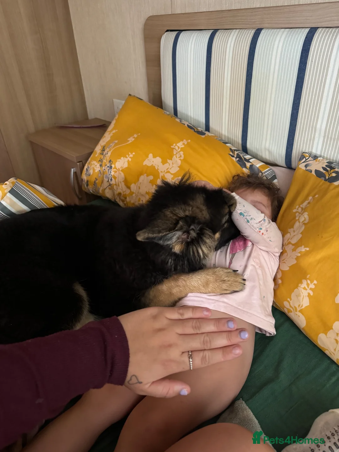 German Shepherd dogs for sale: German shepherd  - Advert 1