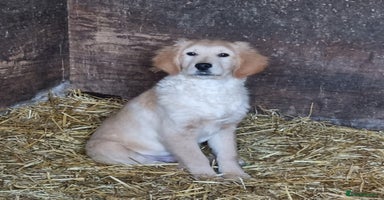 Golden Retriever dogs Beautiful Golden Retriever Puppies - Advert 9