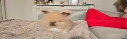 Angora rabbits for sale: 🐰English angora last boy ready now🐰 - Advert 10