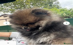Pomeranian dogs for sale: Female pomeranian  - Image 15