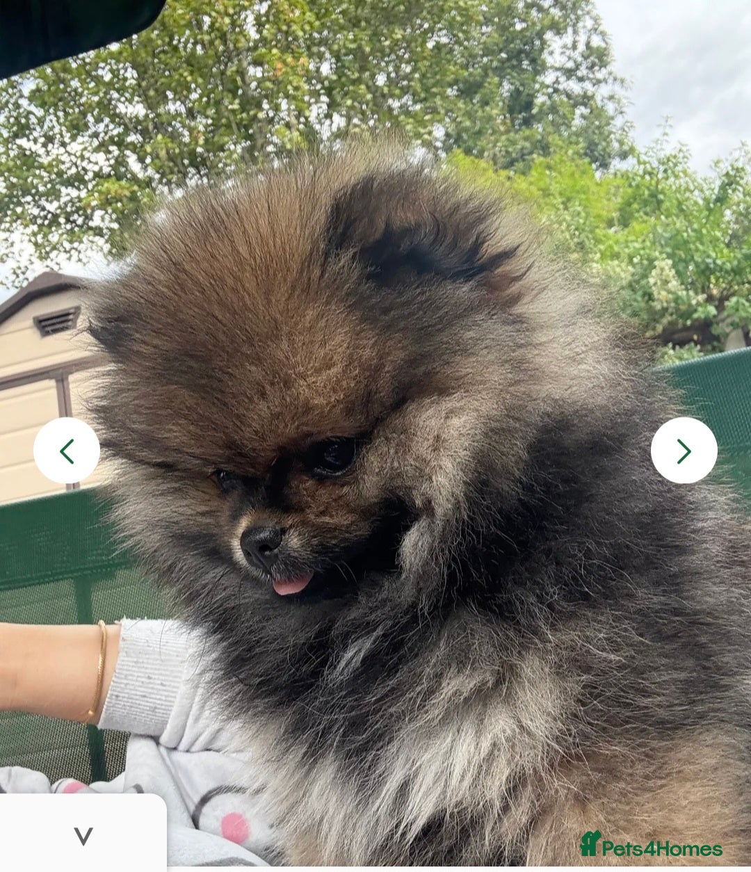 Pomeranian dogs for sale: Female pomeranian  - Image 15