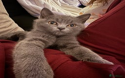 British Shorthair cats for sale: Beautiful British short hair  - Image 2