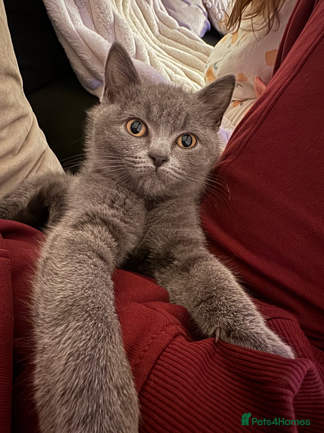 British Shorthair cats for sale: Beautiful British short hair  - Image 2