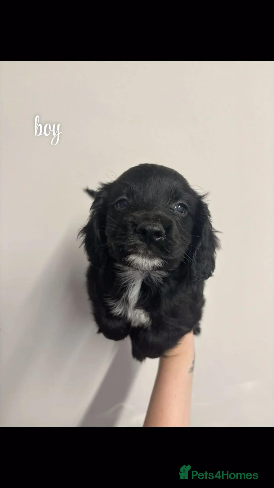 Cocker Spaniel dogs for sale: Cocker spaniel  - Advert 2