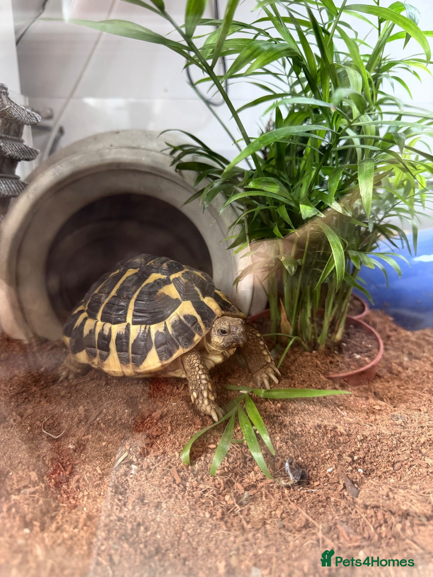 Tortoise reptiles for sale: Two Hermann’s tortoises free to a responsible home - Advert 1