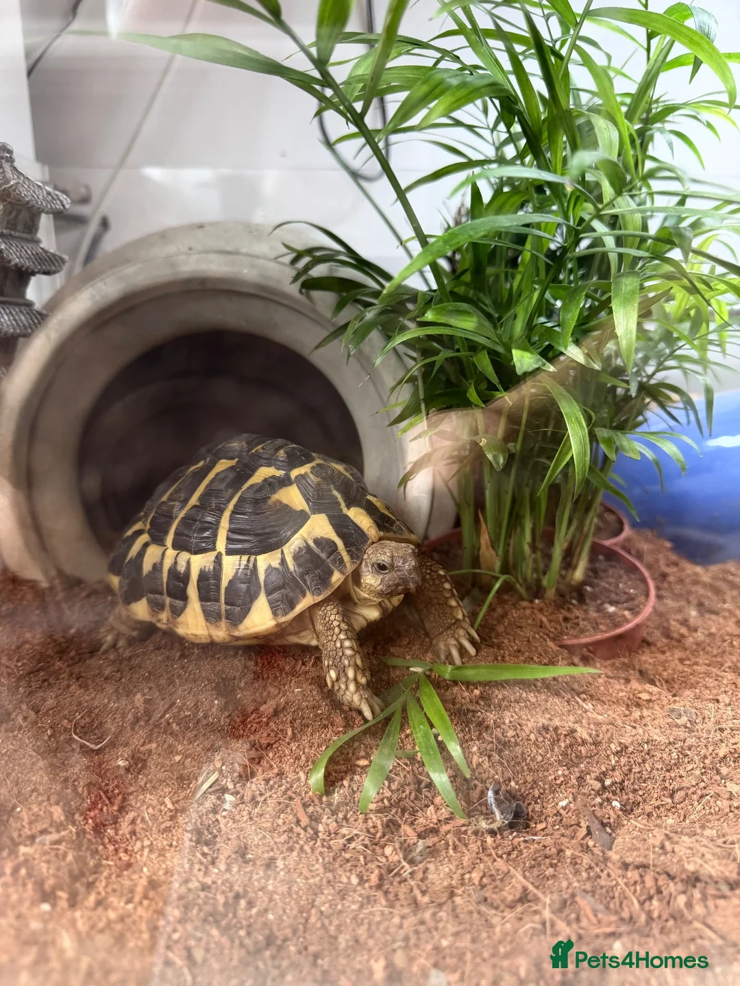 Tortoise reptiles for sale: Two Hermann’s tortoises free to a responsible home - Advert 1