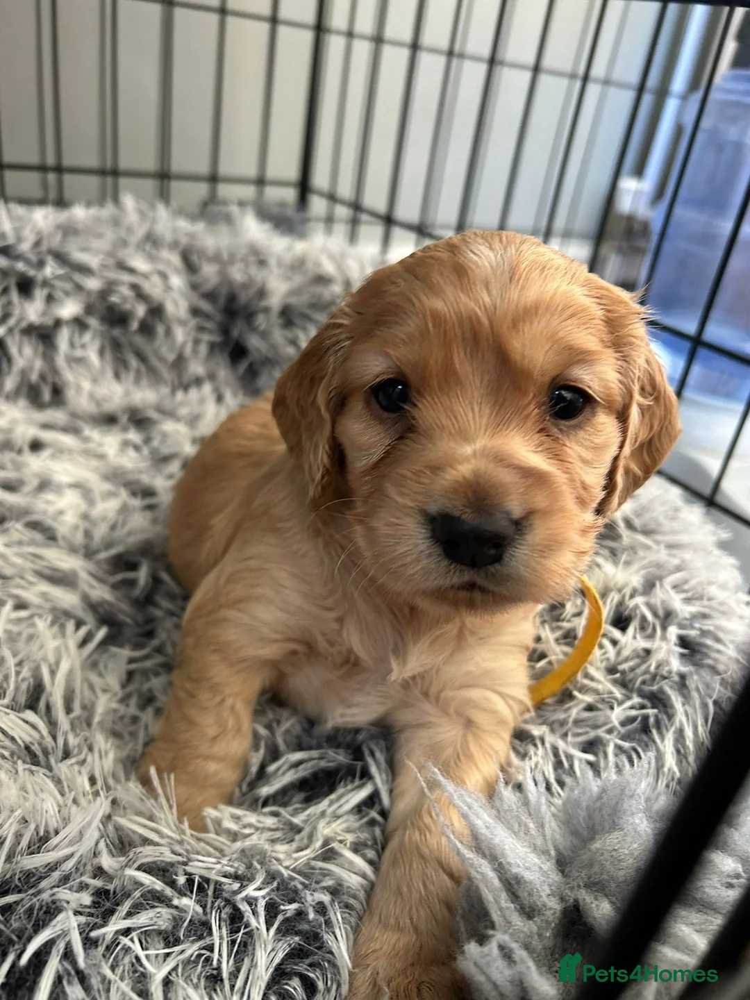 Cocker Spaniel dogs for sale: ✨ Beautiful Puppy Looking for Her Forever Home ✨ - Advert 9