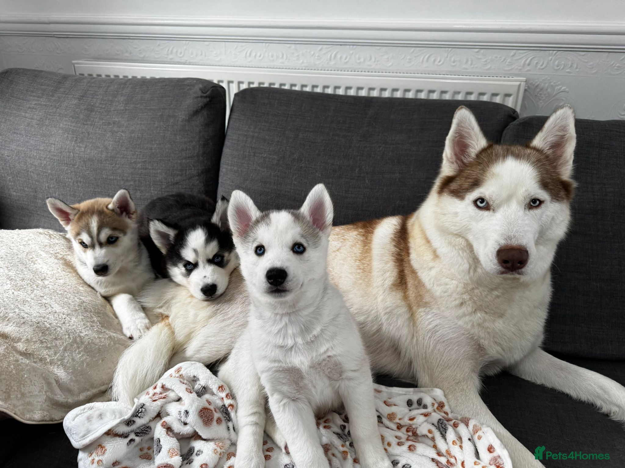 Siberian Husky dogs Pure Siberian Huskies 3 Puppies - Advert 9