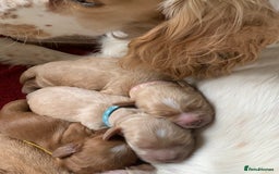 Cockapoo dogs for sale: Cockapoo puppies - Image 13