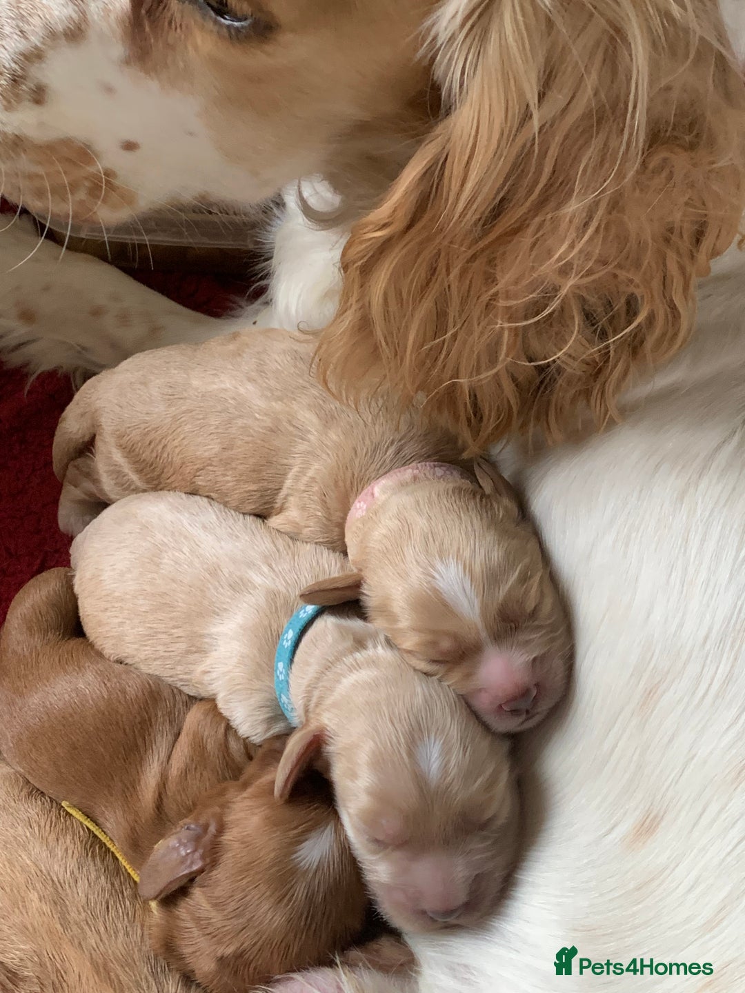 Cockapoo dogs for sale: Cockapoo puppies - Image 13