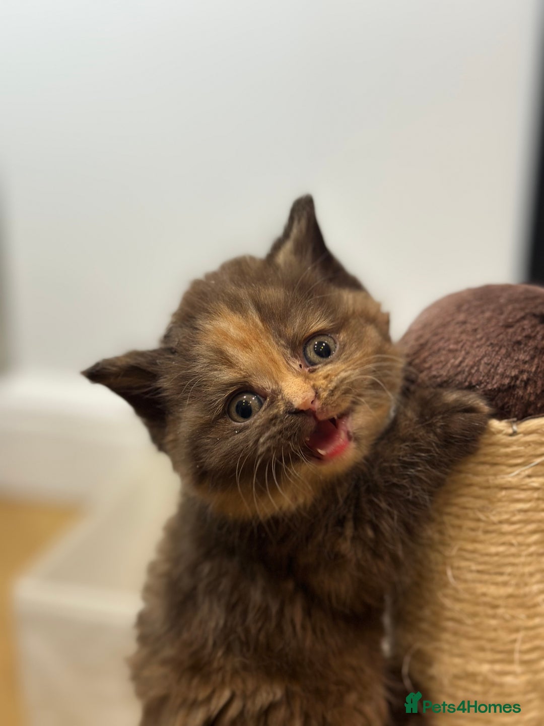 British Shorthair cats for sale: 😻Beautiful Chocolate Tortie BSH Kittens😻🎀 - Advert 26