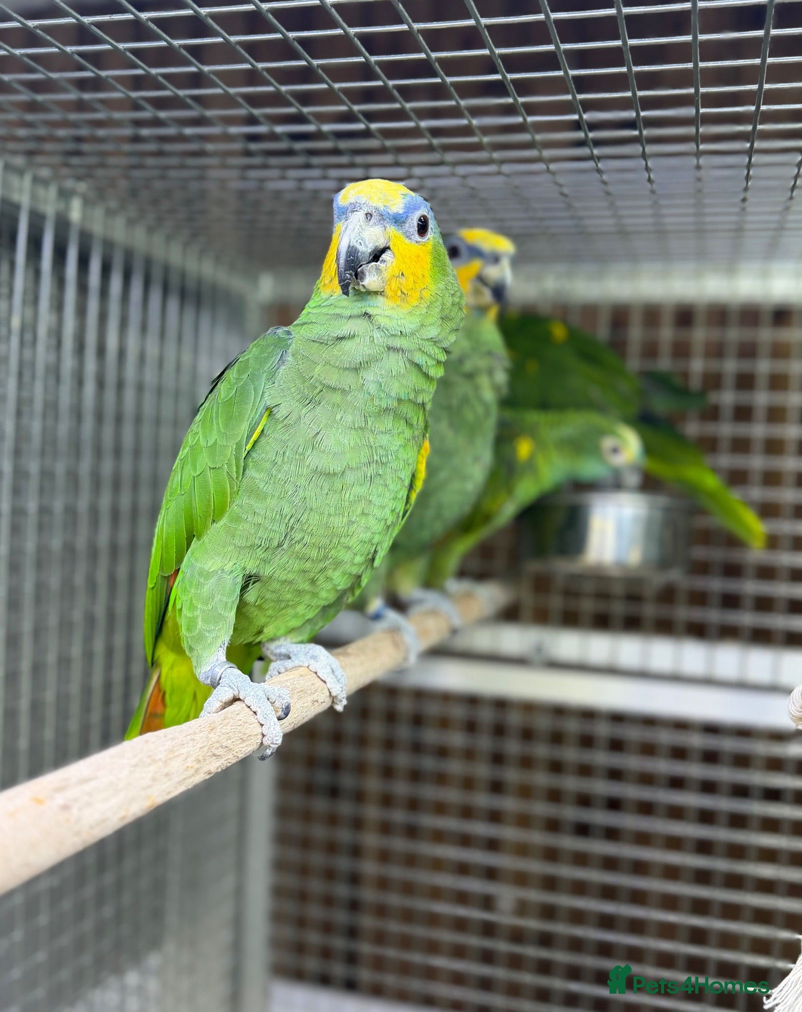 Parrots birds Baby amazon  - Advert 3