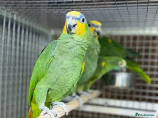 Parrots birds Baby amazon - Advert 3