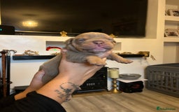 English Bulldog dogs for sale: Beautiful Olde English bulldogs  - Image 9