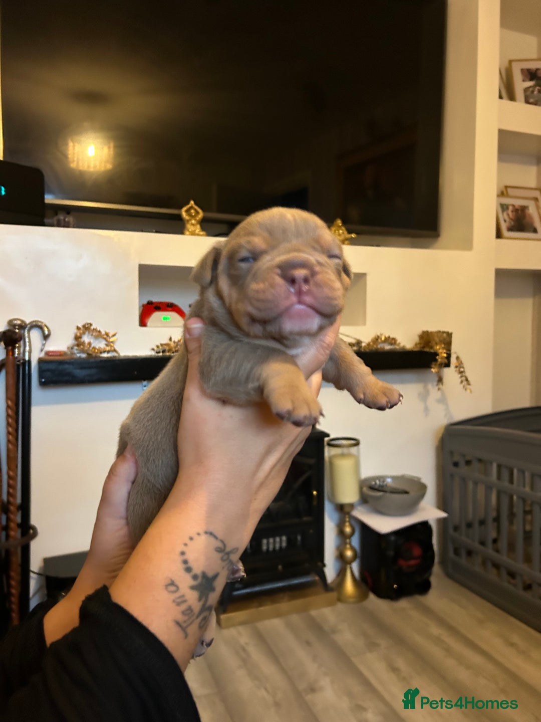 English Bulldog dogs for sale: Beautiful Olde English bulldogs  - Image 9