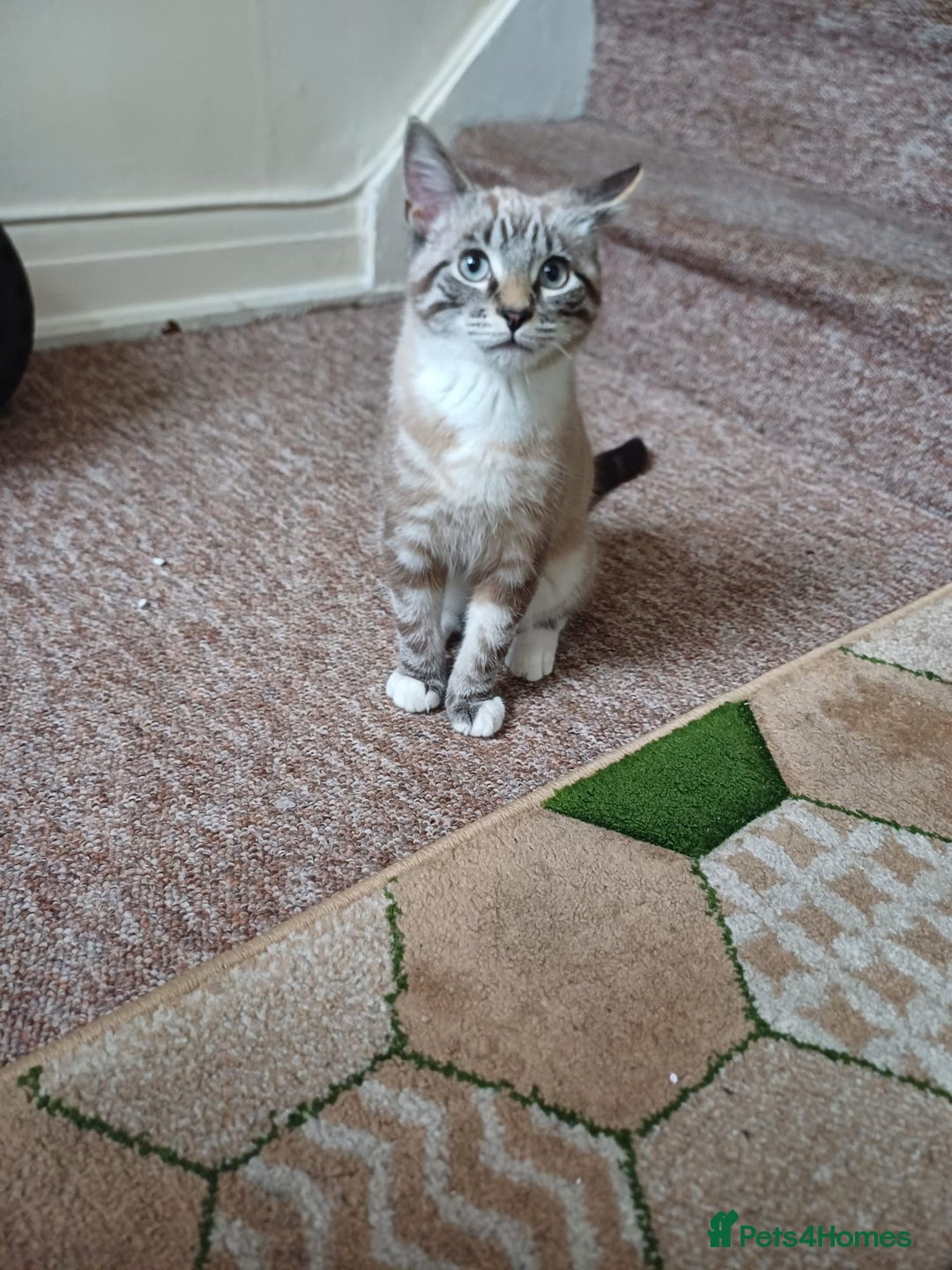 Domestic Shorthair cats for sale: Lynx Point Siamese Tabby mix  - Advert 10