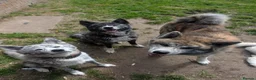 Japanese Akita Inu dogs for sale: Akita puppies pedigree for forever loving homes - Advert 4