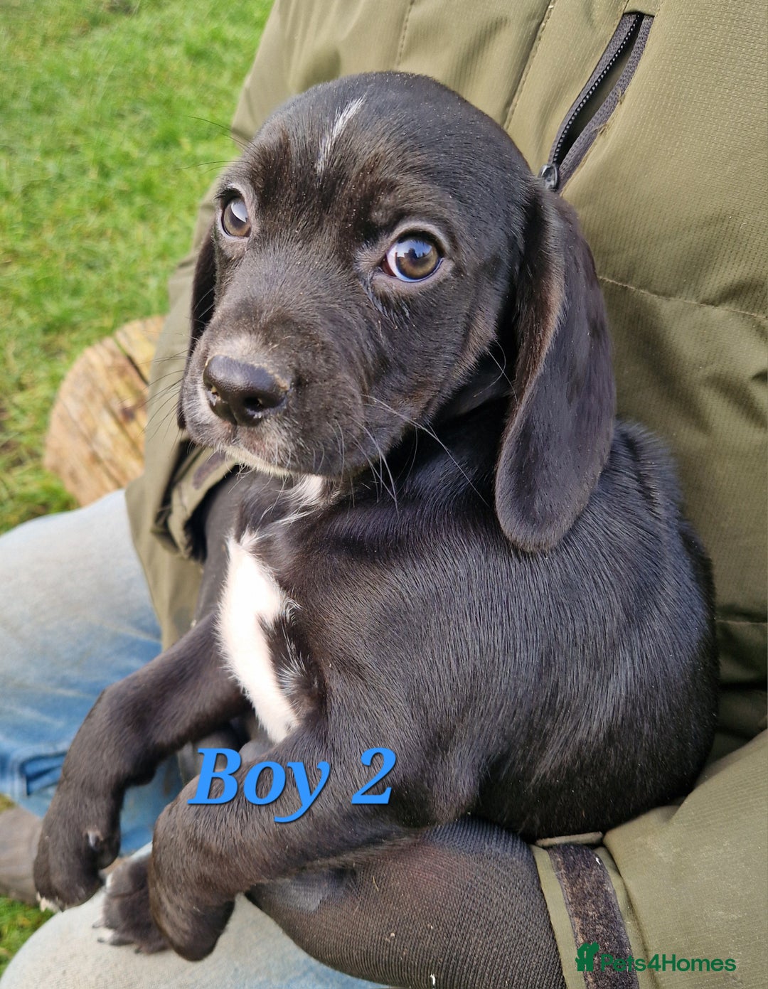 Bocker dogs for sale: Beautiful Bocker puppies - Advert 16