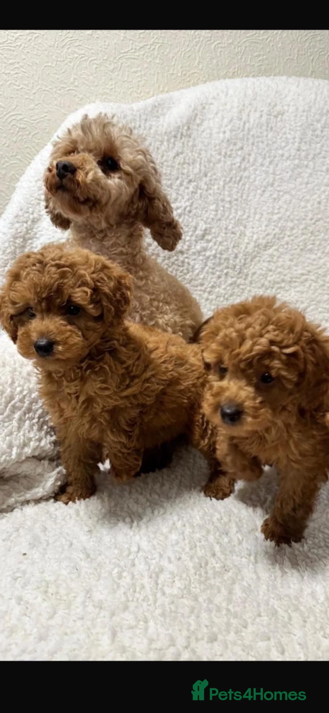 Toy Poodle dogs for sale: Red toy poodle girls  - Advert 7