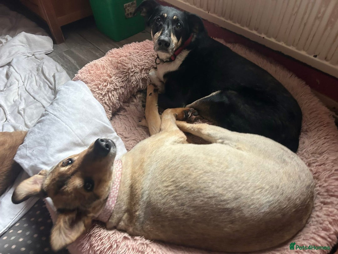 Mixed Breed dogs for adoption: Lottie - Norwich Norfolk  in Norwich - Advert 34