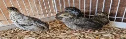 Quail poultry for sale: Chinese Painted Button Quail Groups  - Advert 6