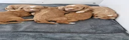 Cockapoo dogs for sale: Beautiful Cockerpoo Puppies - Advert 11
