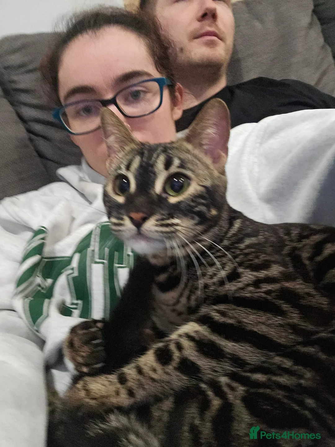 Bengal cats for sale: Bonded pair of females - Advert 2