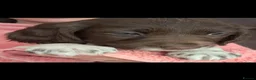 English Springer Spaniel dogs for sale: Stunning, English springer spaniels  - Advert 13