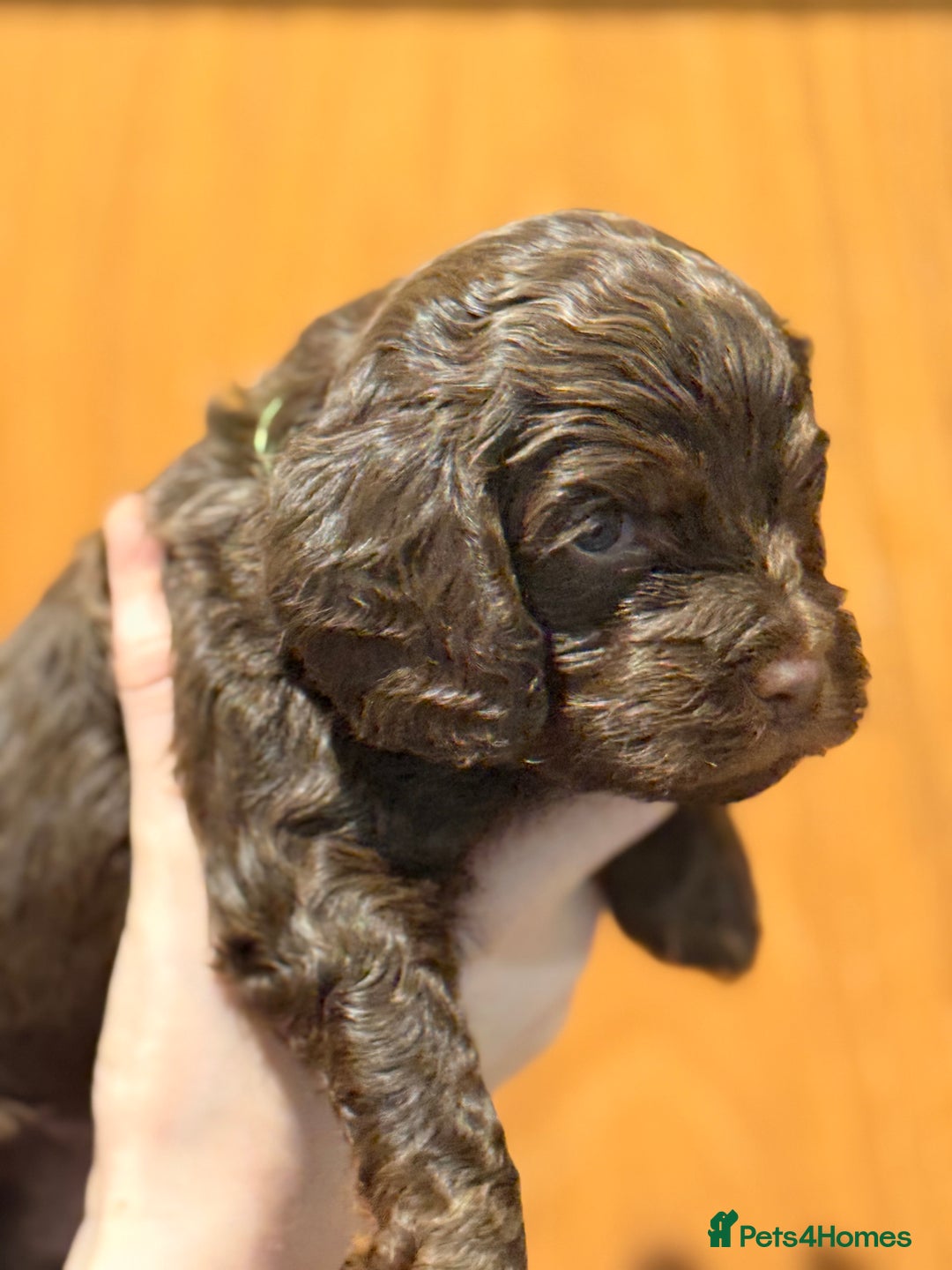 Cockapoo dogs for sale: Toy cockerpoo puppies  - Advert 12