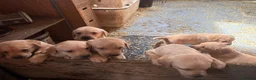 Labrador Retriever dogs for sale: labrador puppies - Advert 10