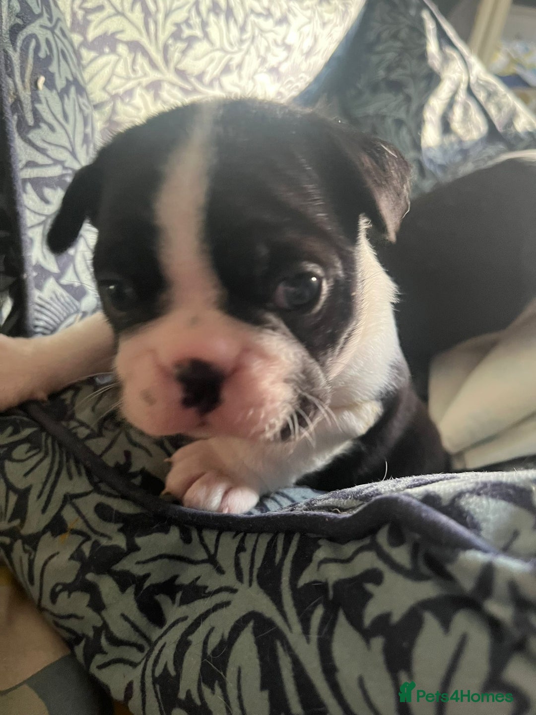 Boston Terrier dogs for sale: BOSTON TERRIER PUPPIES - Image 7