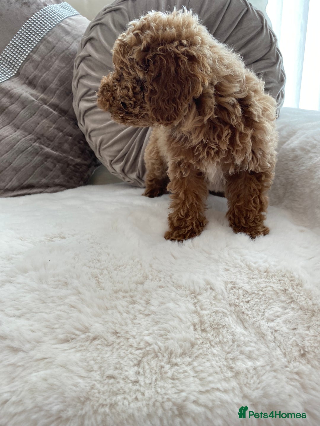 Cavapoo dogs for sale: Cavapoo pups  - Image 5