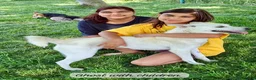 Mixed Breed dogs for adoption: Ghost, female 1 yr approx. Available for adoption. - Advert 10