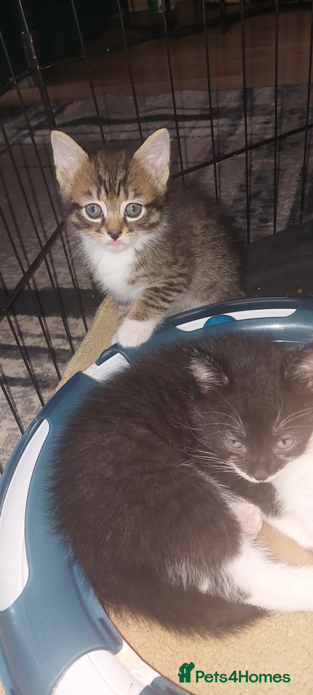 Mixed Breed cats for sale: 2 kittens male - Advert 10