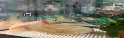 Axolotl reptiles for sale: 18 month old Golden axolotl  in Stourport-on-Severn - Advert 4