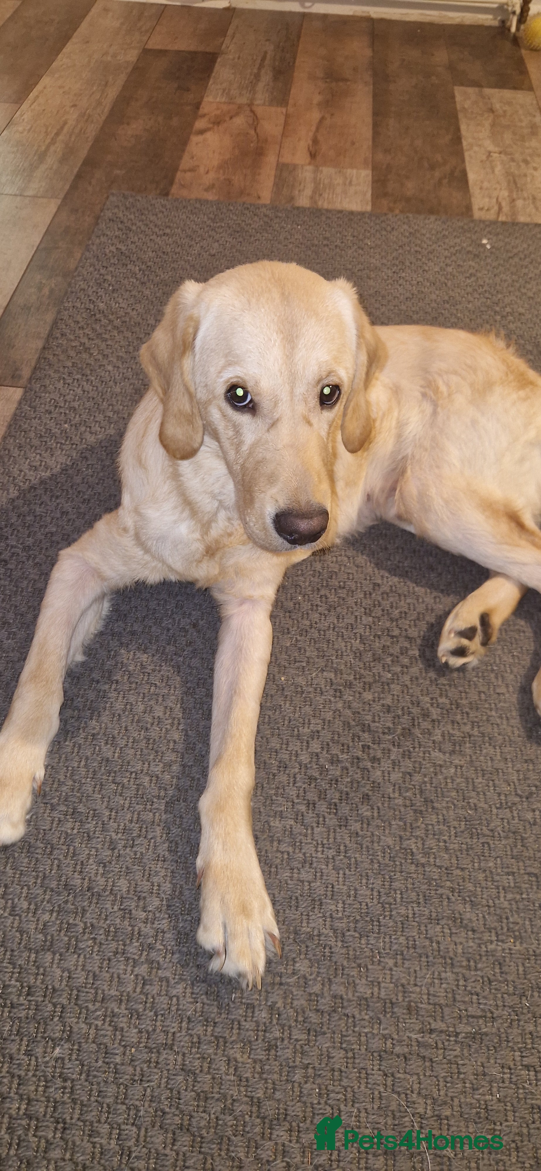 Labrador Retriever dogs Hi im Roger  - Advert 1