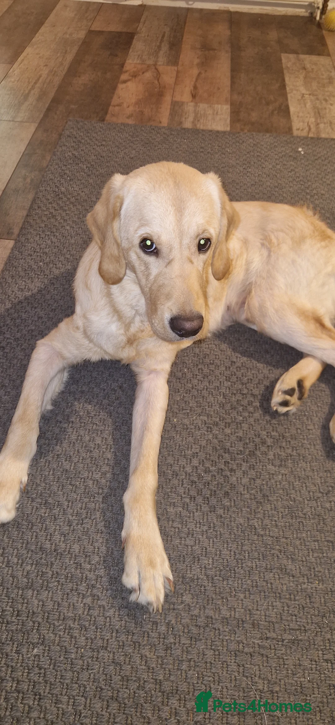 Labrador Retriever dogs for sale: Hi im Roger  - Advert 1